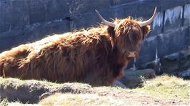One of the Highland Cows goes down to the Avon Reservoir for a drink